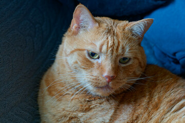 Birthday portrait of my beloved 15 year old cat.