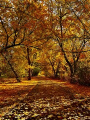 Naklejka premium autumn in the park