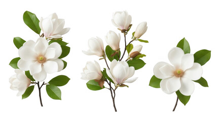 Obraz premium Beautiful Magnolia Flowers with Green Leaves for Floral Arrangements and Decor, isolated on a transparent background