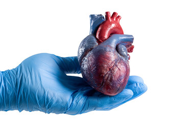 An anatomical human heart model is gently held in a gloved hand, set against a stark black background, displaying intricate cardiovascular details.