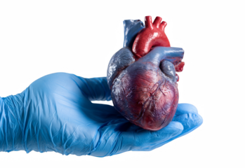 An anatomical human heart model is gently held in a gloved hand, set against a stark black background, displaying intricate cardiovascular details.