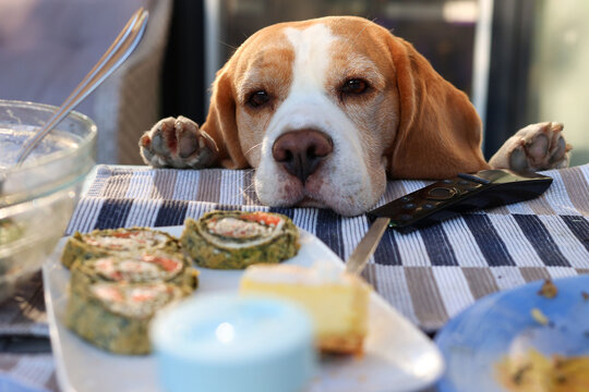 Curious beagle admiring delicious food on the table