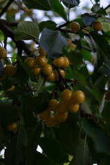 Close-up of yellow cherries

