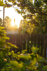 A clay flowerpot placed on top of a wooden fence, surrounded by glowing leaves and golden sunlight....