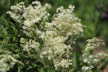 Filipendula vulgaris. White blossoms of dropwort also called meadowsweet.