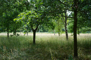 A serene natural outdoor scene with leafy green trees, tall grass, and dappled sunlight, ideal for nature walks and photography.
