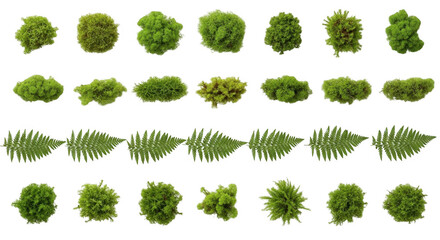 Variety of Green Moss and Fern Elements, Ideal for Nature-themed Designs and Eco-friendly Projects, isolated on a transparent background