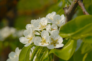 Birne,  Pyrus communis, Blüte