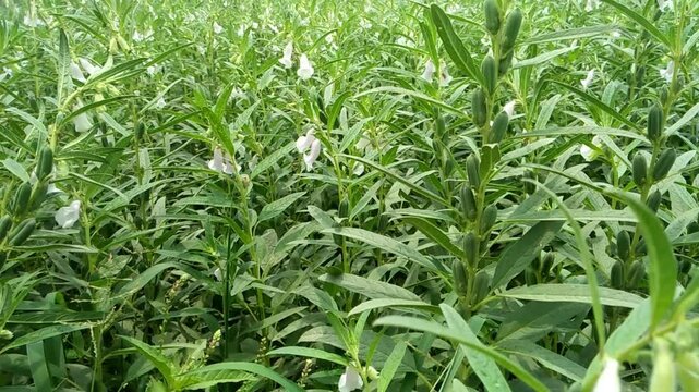 Green sesame crop field with fresh leafy plants in natural outdoor farmland
