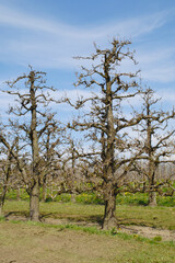 Birne, Pyrus communis