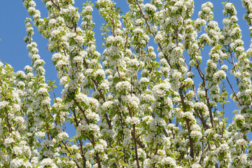 Birne,  Pyrus communis, Blüte