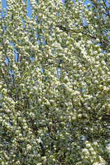 Birne,  Pyrus communis, Blüte