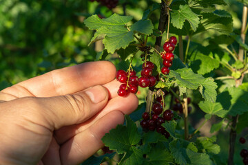 A hand reaches for vibrant, ripe red berries growing on a lush green plant in a garden. The warm...