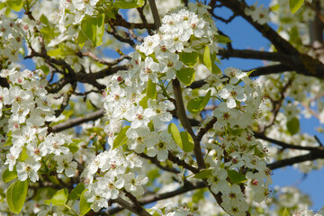 Birne,  Pyrus communis, Blüte