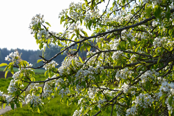 Birne,  Pyrus communis