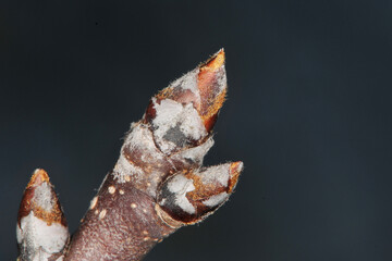 Birne,  Pyrus communis