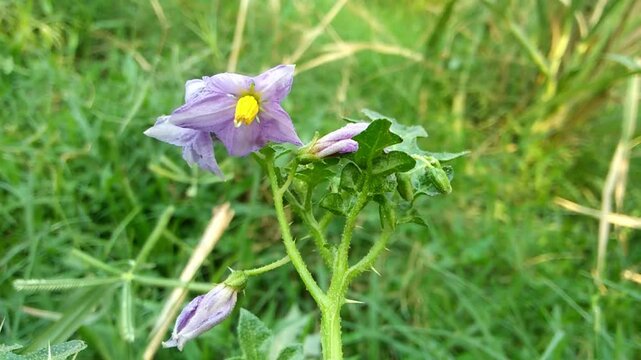 Purple solanum flower blooming on green plant in grassy outdoor environment
