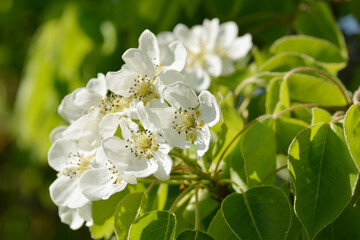 Birne,  Pyrus communis, Blüte