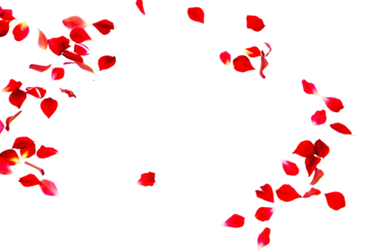 Red rose petals falling isolated on a white background png ai generated
