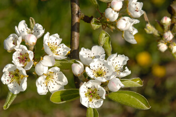 Birne,  Pyrus communis, Blüte