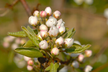 Birne,  Pyrus communis, Blüte