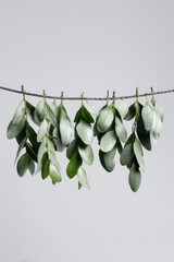 Green leaves hanging from a simple twine against a minimalist grey backdrop, evoking natural simplicity.