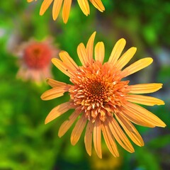 Coral Craze Coneflower above the Flower Garden