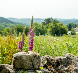 Close and selective focus on a purple fox glove growing behind a stone wall in a grass field © yackers1