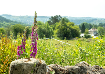 Close and selective focus on a purple fox glove growing behind a stone wall in a grass field © yackers1