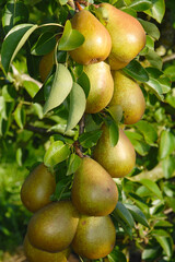 Birne,  Pyrus communis,  Birnenfrüchte  am Baum