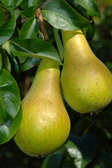 BBirne,  Pyrus communis,  Birnenfrüchte  am Baum