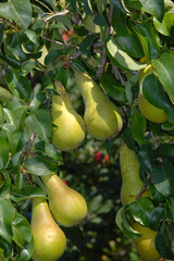 BBirne,  Pyrus communis,  Birnenfrüchte  am Baum