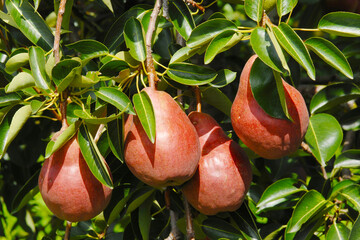 Birne,  Pyrus communis,  Birnenfrüchte  am Baum