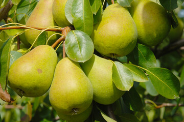 Birne,  Pyrus communis,  Birnenfrüchte  am Baum