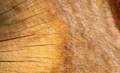 Fototapeta premium Wooden tree cut surface. Wooden pattern cross section copy space.