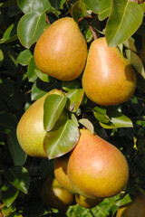 Birne,  Pyrus communis,  Birnenfrüchte  am Baum