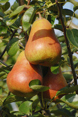 Birne,  Pyrus communis,  Birnenfrüchte  am Baum