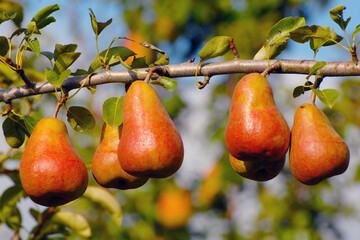 Birne,  Pyrus communis,  Birnenfrüchte  am Baum