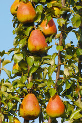 Birne,  Pyrus communis,  Birnenfrüchte  am Baum
