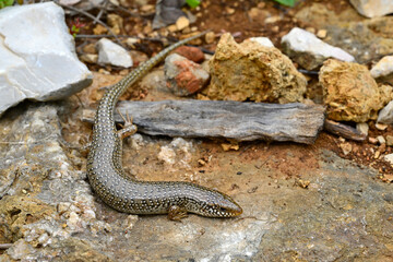 Gefleckter Walzenskink // Ocellated skink (Chalcides ocellatus) - Peloponnes, Griechenland