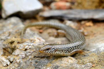 Ocellated skink // Gefleckter Walzenskink (Chalcides ocellatus) - Peloponnese, Greece