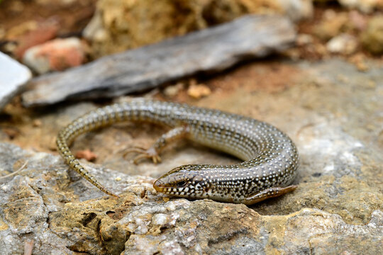 Gefleckter Walzenskink // Ocellated skink (Chalcides ocellatus) - Peloponnes, Griechenland