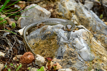 Gefleckter Walzenskink // Ocellated skink (Chalcides ocellatus) - Peloponnes, Griechenland