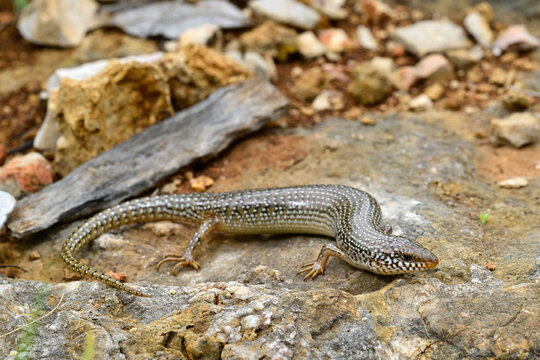 Gefleckter Walzenskink // Ocellated skink (Chalcides ocellatus) - Peloponnes, Griechenland