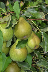 Birne,  Pyrus communis,  Birnenfrüchte  am Baum