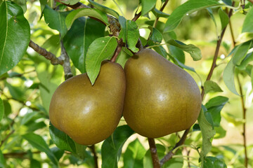 Birne,  Pyrus communis,  Birnenfrüchte  am Baum