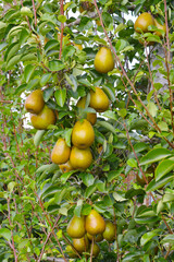 Birne,  Pyrus communis,  Birnenfrüchte  am Baum