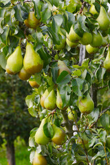 Birne,  Pyrus communis,  Birnenfrüchte  am Baum