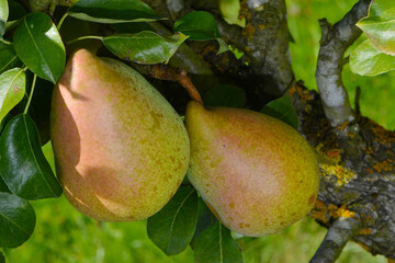 Birne,  Pyrus communis,  Birnenfrüchte  am Baum
