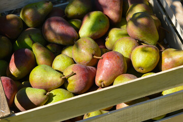 Birne,  Pyrus communis,  Birnenfrüchte